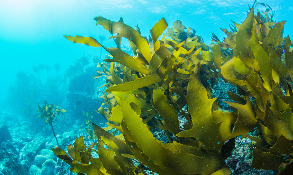 Alga Klamath, conosciamola meglio
