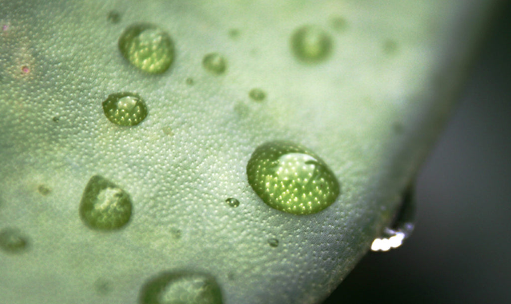L’Aloe Vera come base per i Cosmetici