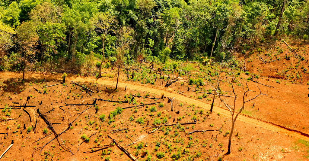 Bioearth sostiene il WWF