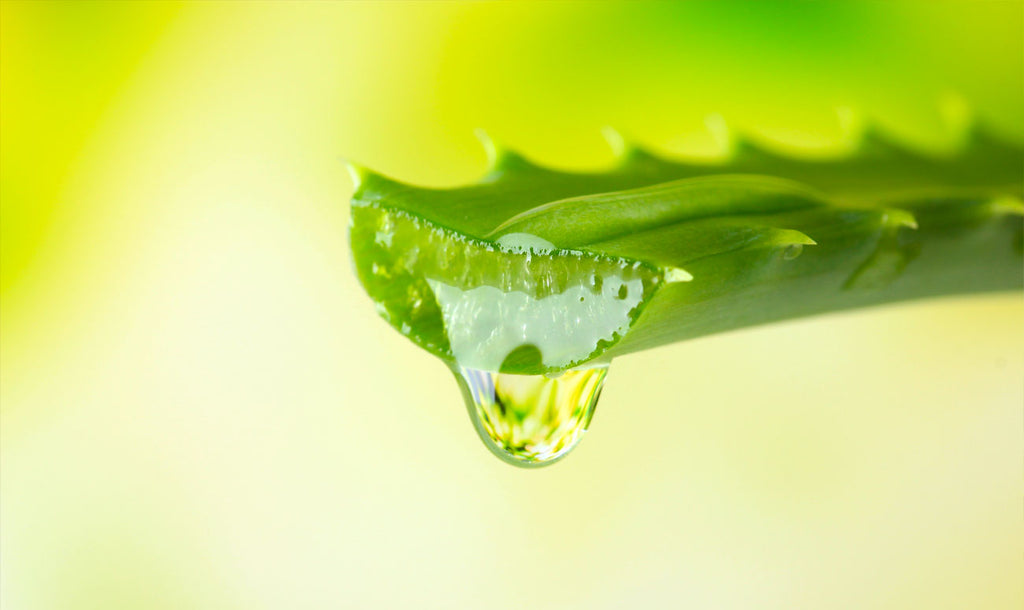 Aloe sì, ma quella Vera!