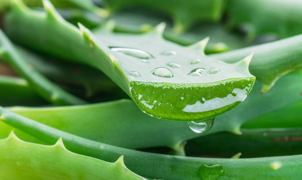 Aloe Vera: una sinfonia di bellezza Cosmetica tutta Italiana