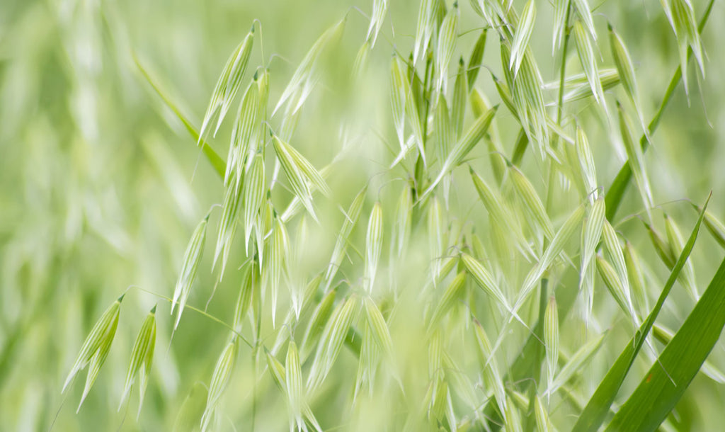 Avena Sativa