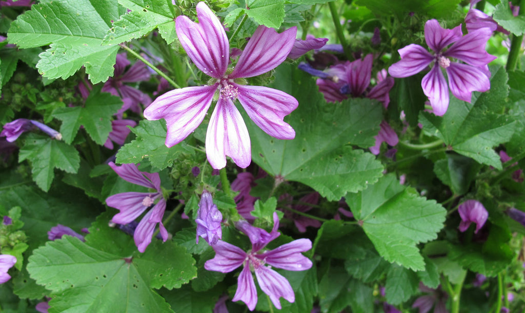 La Malva Sylvestris L.
