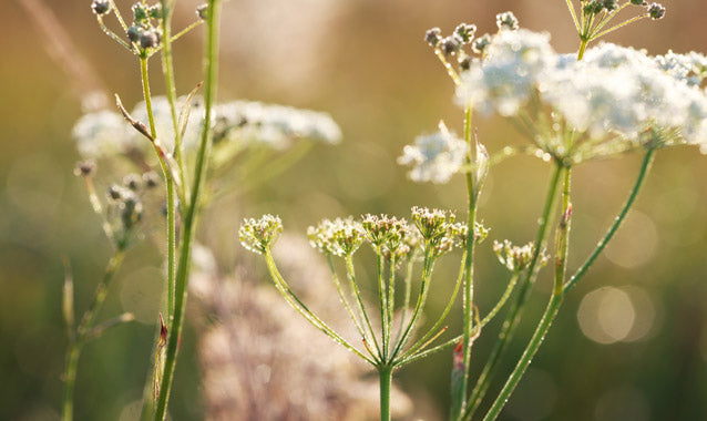 Achillea Millefolium